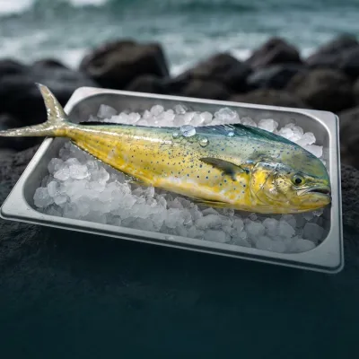 Dorado
